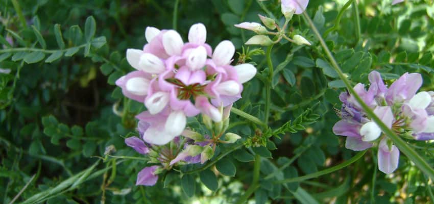 Crown Vetch – Seed – Pellet Stoves – Wood Stoves – Lawn Mowers – Generators